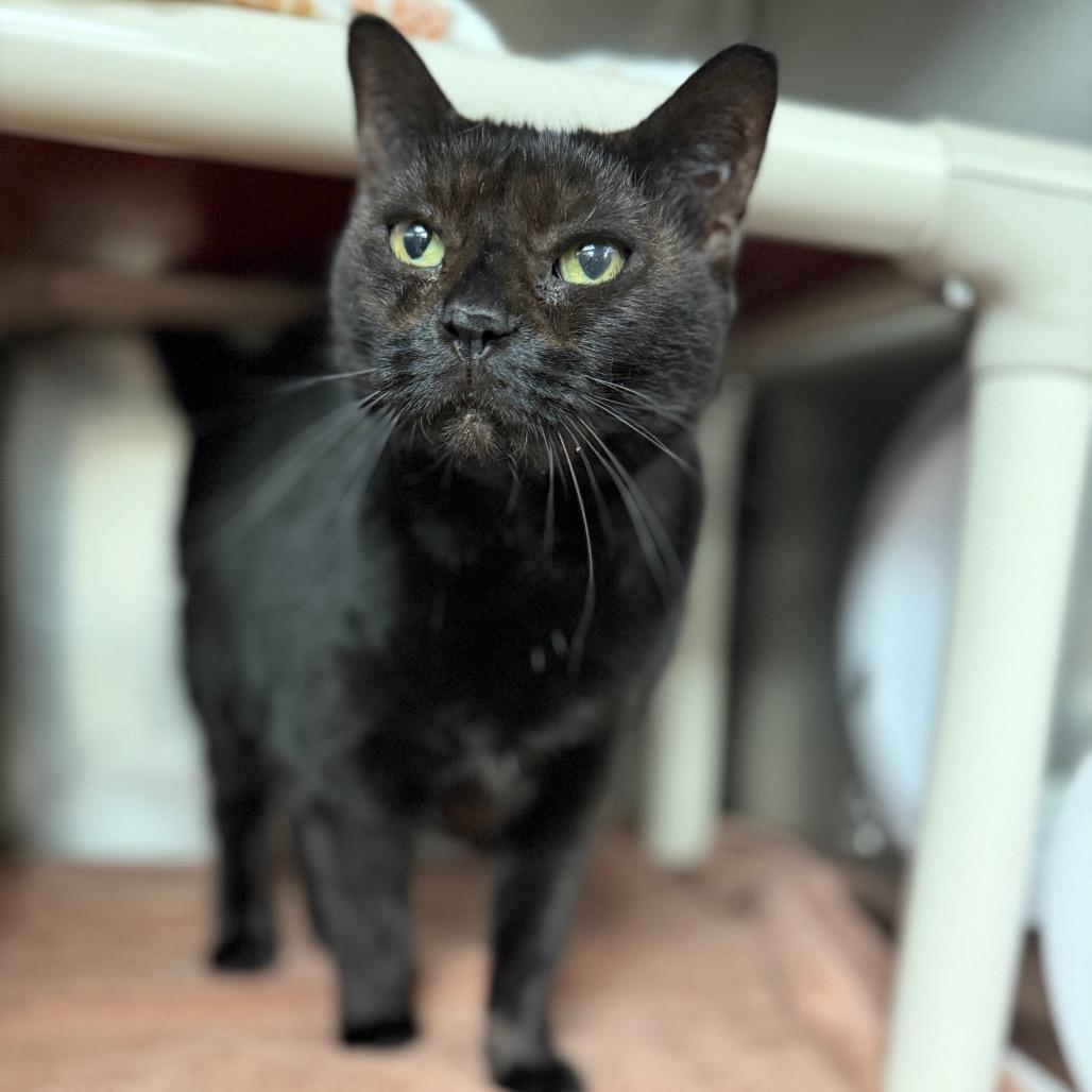 Enlarge Grayci, a Adoptable Balinese in Conshohocken, PA image 2/4