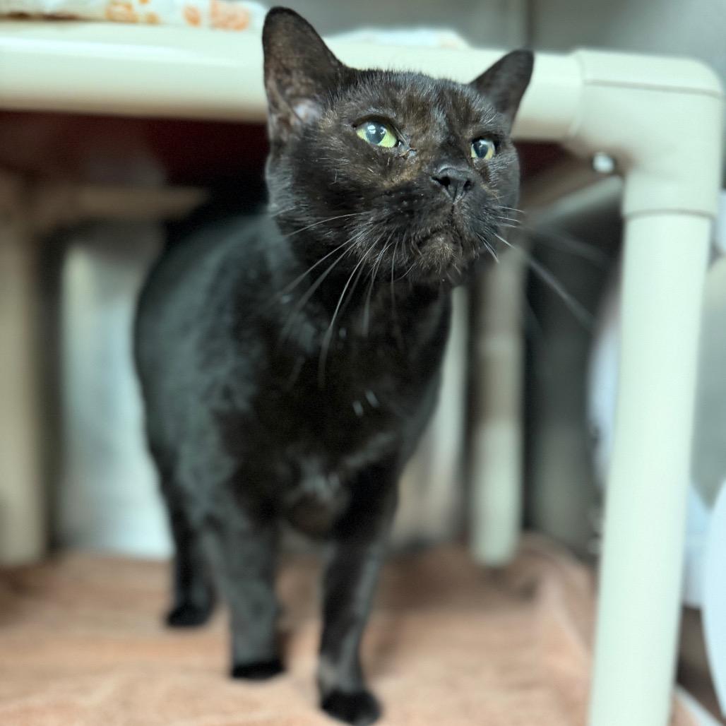 Enlarge Grayci, a Adoptable Balinese in Conshohocken, PA image 3/4