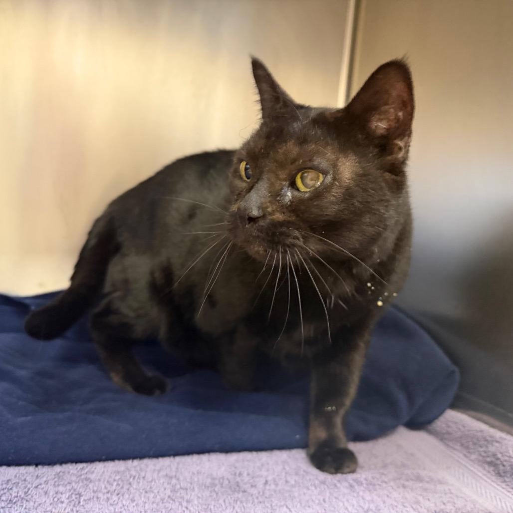 Enlarge Grayci, a Adoptable Balinese in Conshohocken, PA image 4/4