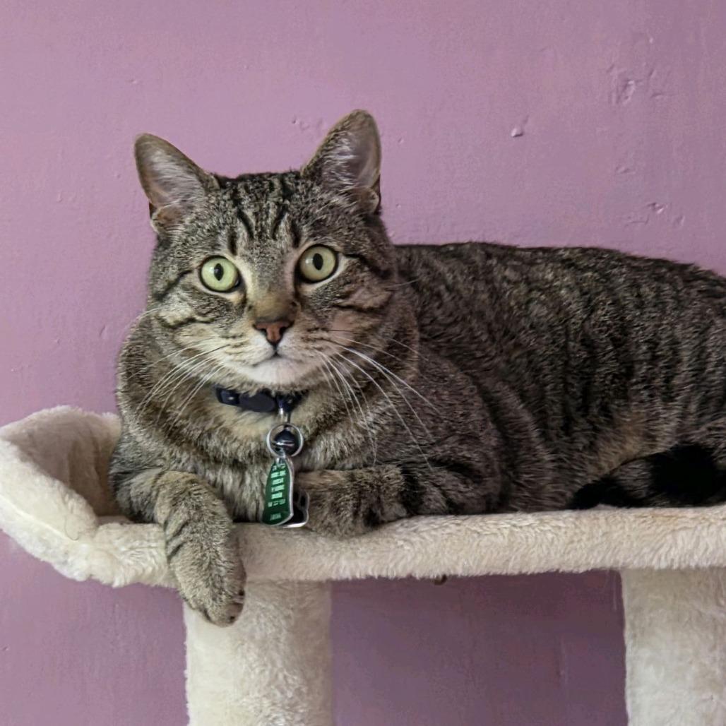 Sir Cat, Adoptable, Senior Male Domestic Short Hair.