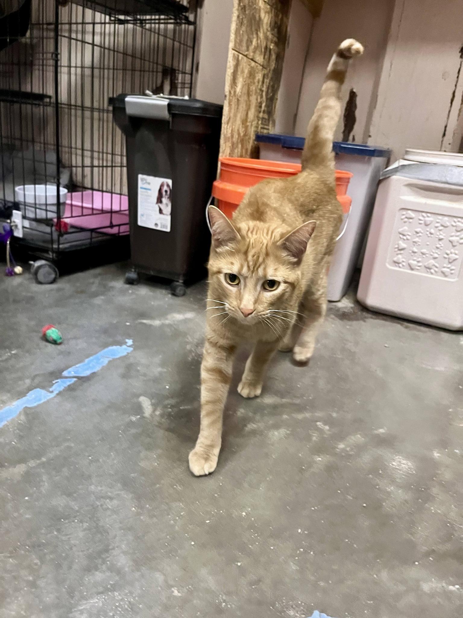 Cheetoh, a ADOPTABLE Tabby in Leavenworth, KS image 2/2