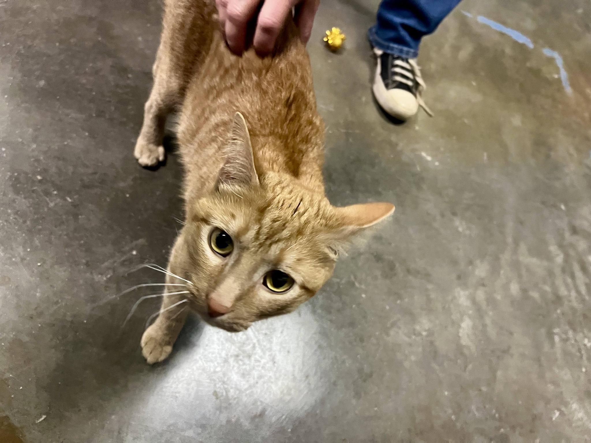 Cheetoh, ADOPTABLE, Adult Male Tabby.