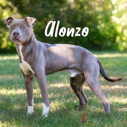 Alonzo, Adoptable, Adult Male Mixed Breed & Mixed Breed.