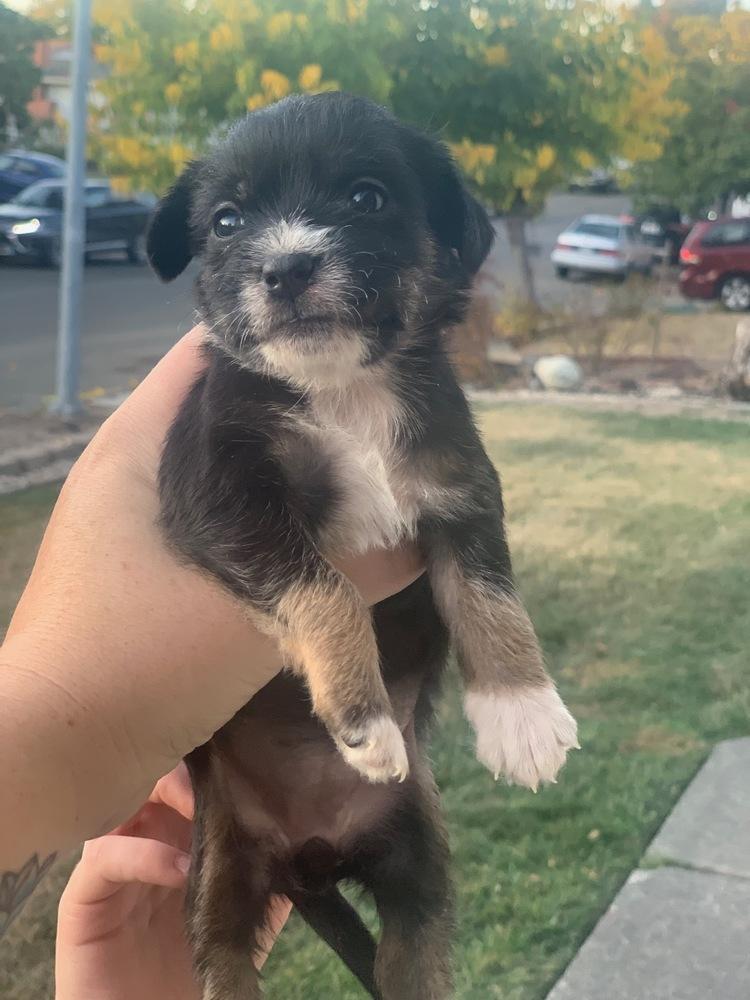 Urah, Adopted, Puppy Female Jack Russell Terrier & Spaniel.
