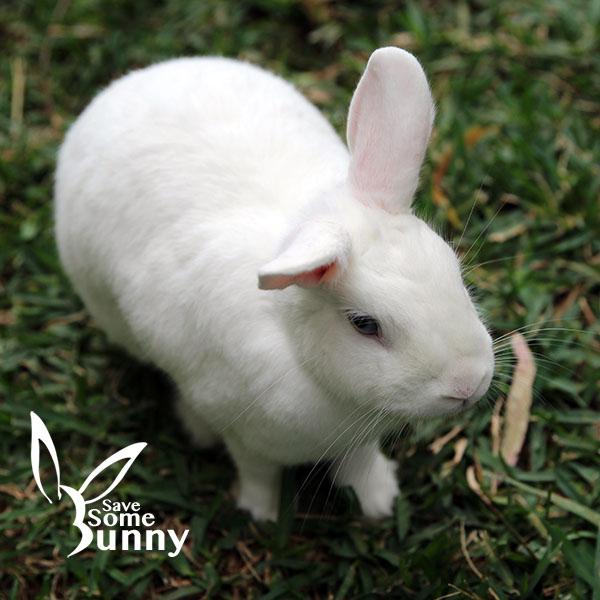 Iris, Adoptable, Adult Female Bunny Rabbit.