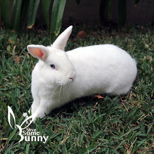 Enlarge Iris, a Adoptable mixed breed in Santa Ana, CA image 2/6