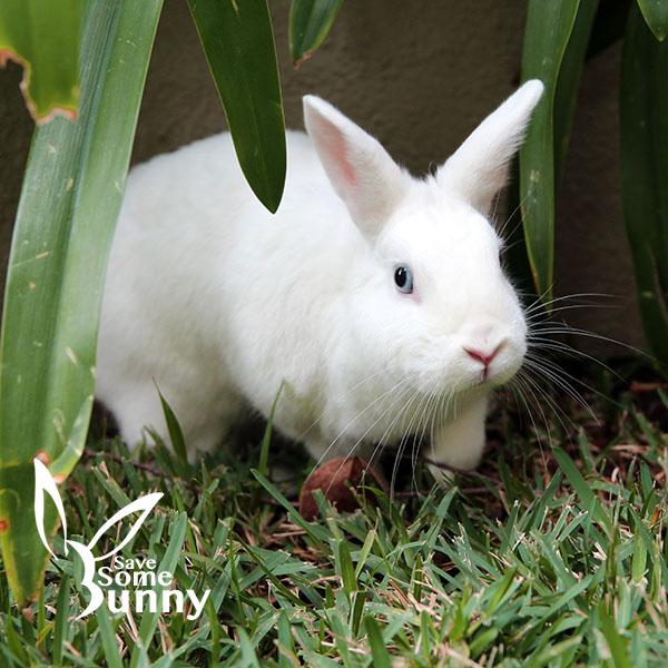 Enlarge Iris, a Adoptable mixed breed in Santa Ana, CA image 5/6