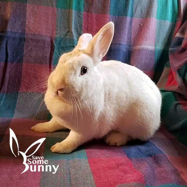 Enlarge Iris, a Adoptable mixed breed in Santa Ana, CA image 6/6