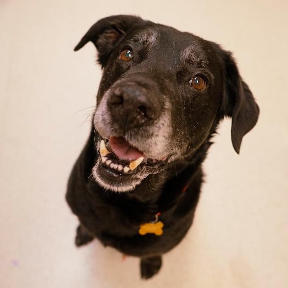 Patrick, adopted, Adult Male Black Labrador Retriever.