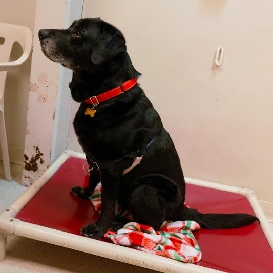 Enlarge Patrick, an adopted Black Labrador Retriever in Cincinnati, OH image 4/5