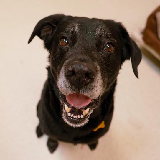 Enlarge Patrick, an adopted Black Labrador Retriever in Cincinnati, OH image 2/5