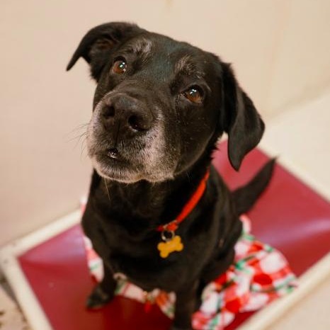 Enlarge Patrick, an adopted Black Labrador Retriever in Cincinnati, OH image 3/5