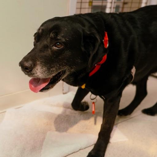 Enlarge Patrick, an adopted Black Labrador Retriever in Cincinnati, OH image 5/5