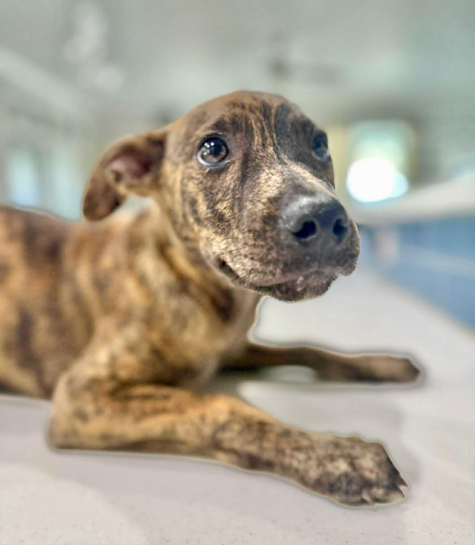 Bento, Adoptable, Puppy Male Terrier.