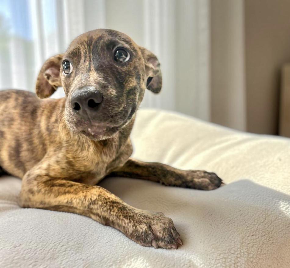 Bento, a Adoptable mixed breed in Chester , VA image 5/6