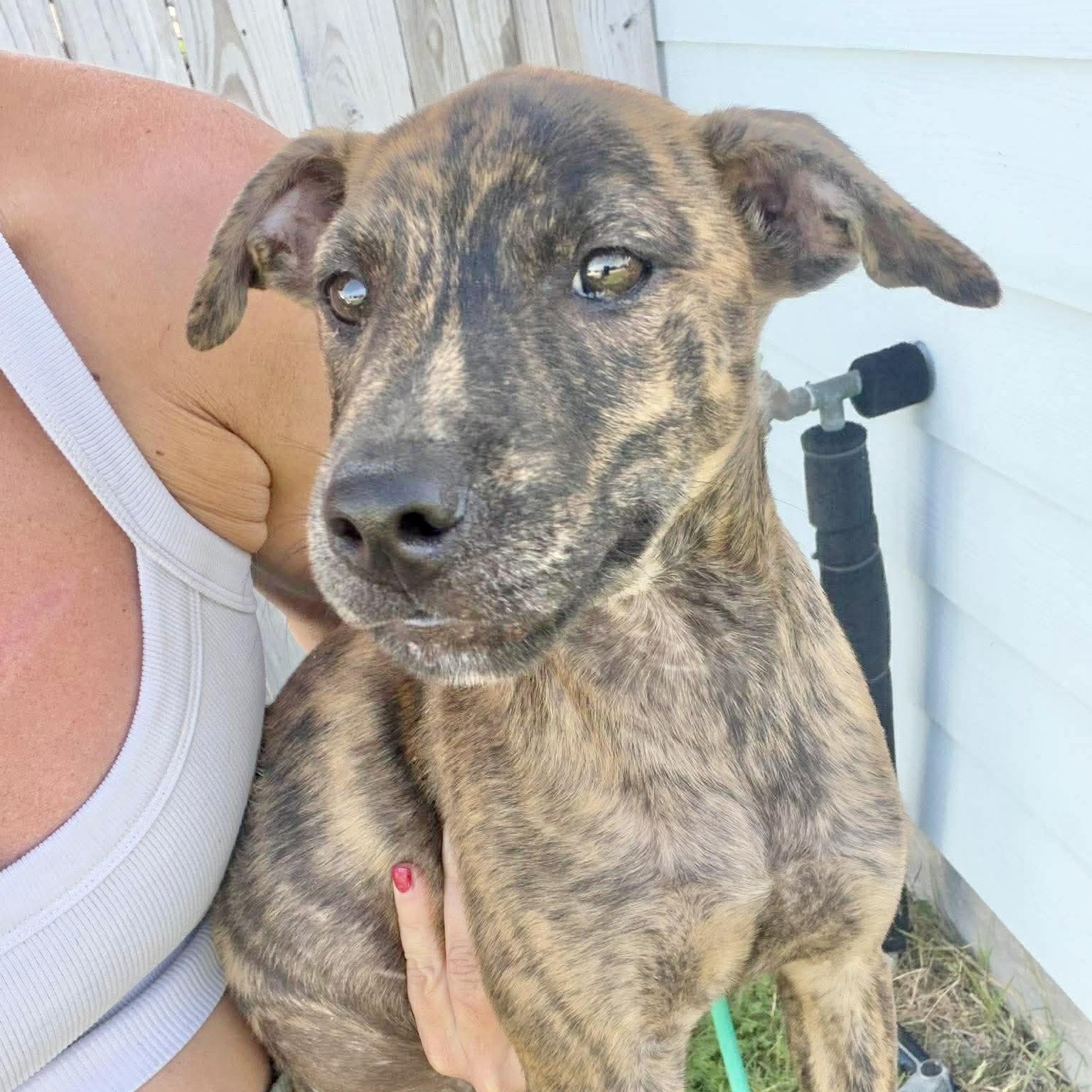 Bento, a Adoptable mixed breed in Chester , VA image 6/6