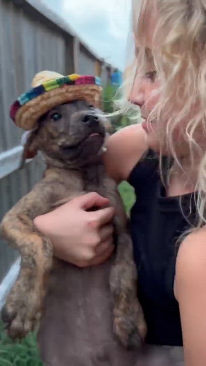 Enlarge Bento, a Adoptable mixed breed in Chester , VA video 2/6