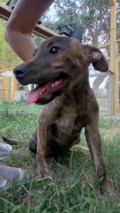 Enlarge Bento, a Adoptable mixed breed in Chester , VA video 3/6