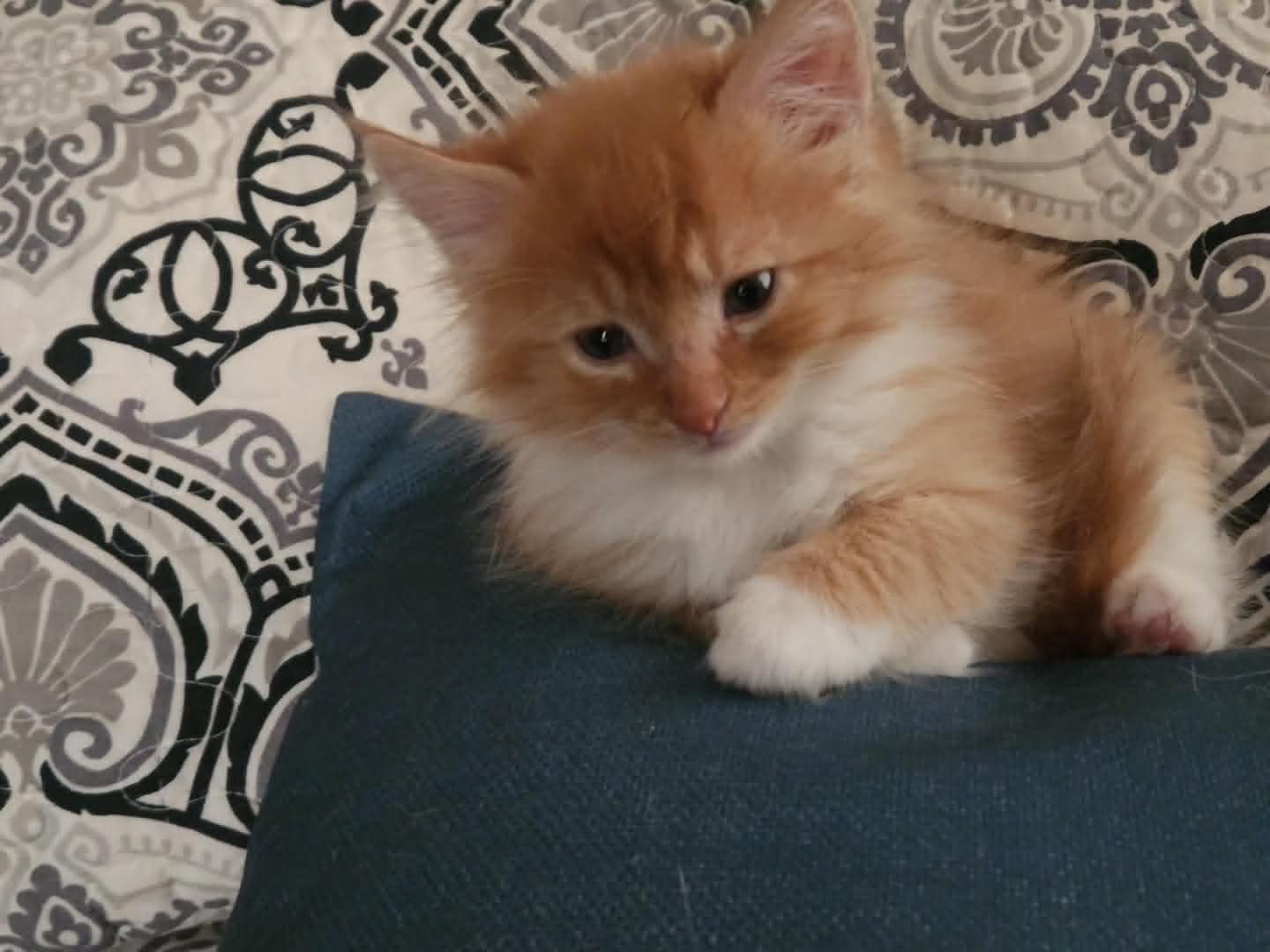Enlarge Rowan, an adopted Domestic Long Hair in LITTLE MOUNTAIN, SC image 1/1