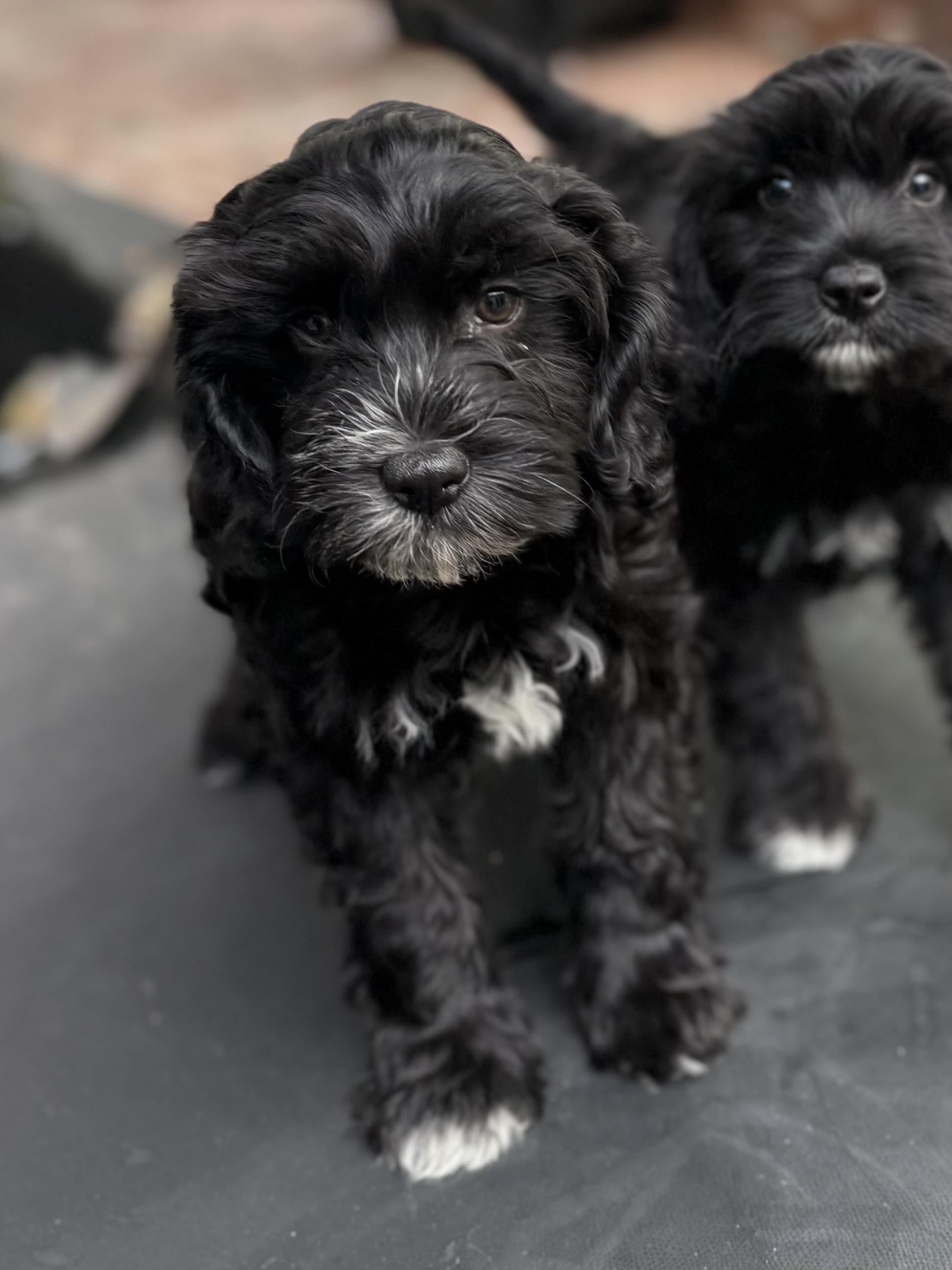 Cami, adopted, Puppy Female Poodle & Wheaten Terrier.
