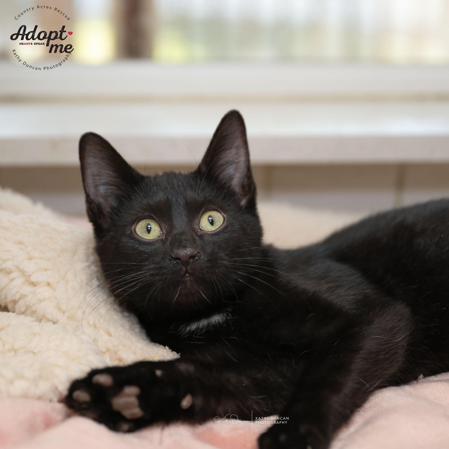 Ziti, ADOPTABLE, Kitten Male Domestic Short Hair.