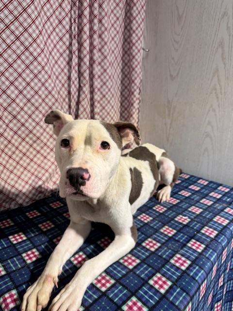 Spotty, Adoptable, Young Female Staffordshire Bull Terrier & Mixed Breed.