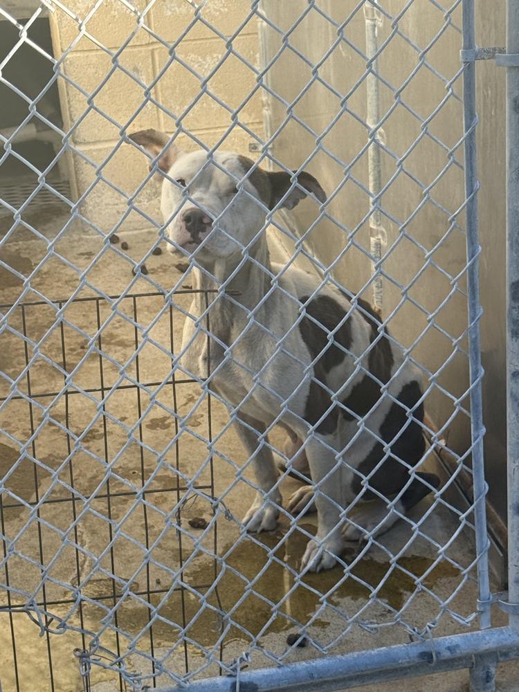Enlarge Spotty, a Adoptable mixed breed in Opelousas, LA image 2/3