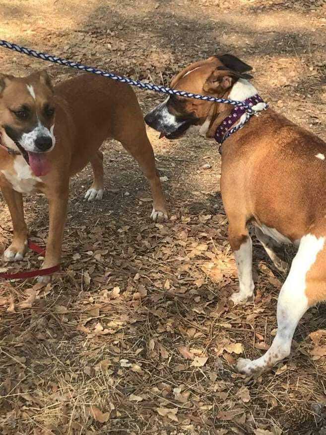 Smokey and Sassy --- California, Adoptable, Adult Male Boxer.
