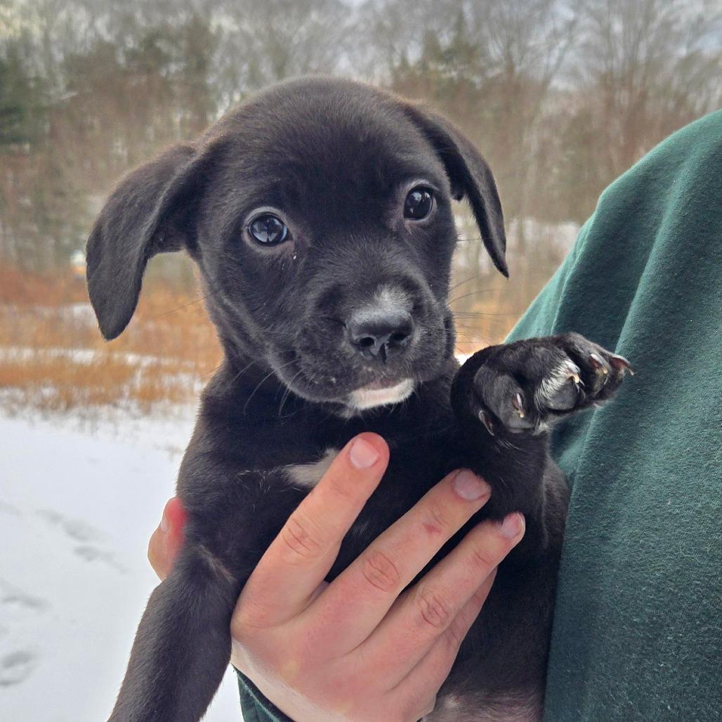 Enlarge CT Jasmine, a Adoptable mixed breed in Stormville, NY image 2/2