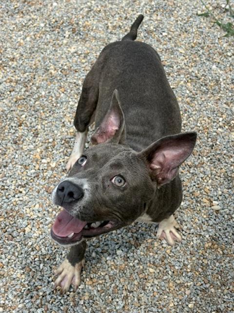 VIRGINIA WOOF, Adoptable, Young Female Pit Bull Terrier.