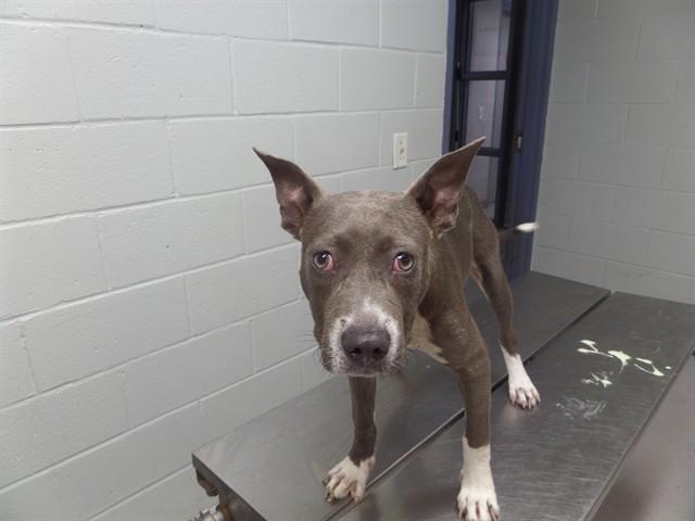 VIRGINIA WOOF, Adoptable, Young Female Pit Bull Terrier.