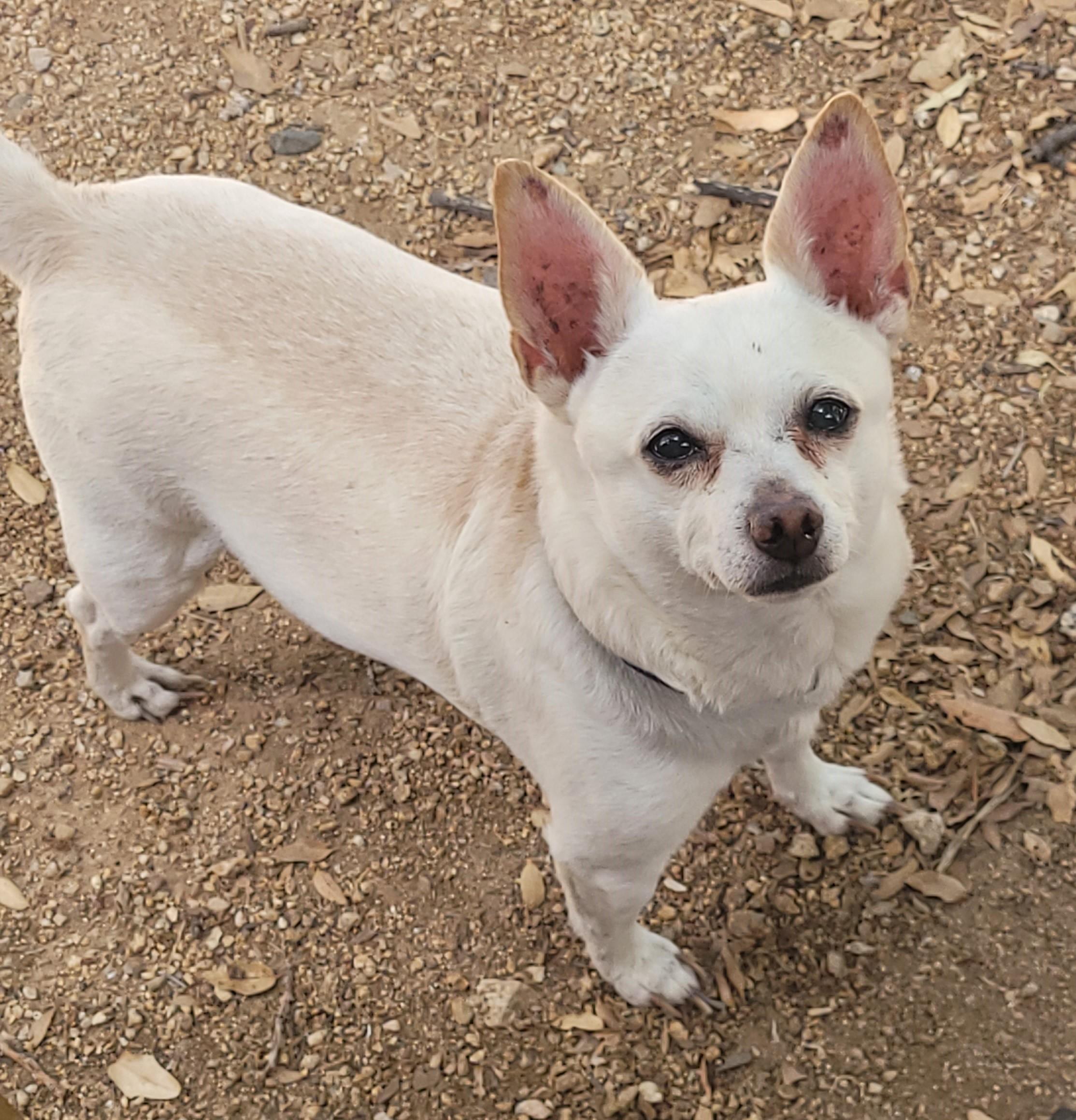 Woody, a Adoptable Chihuahua in Yarnell, AZ image 1/3