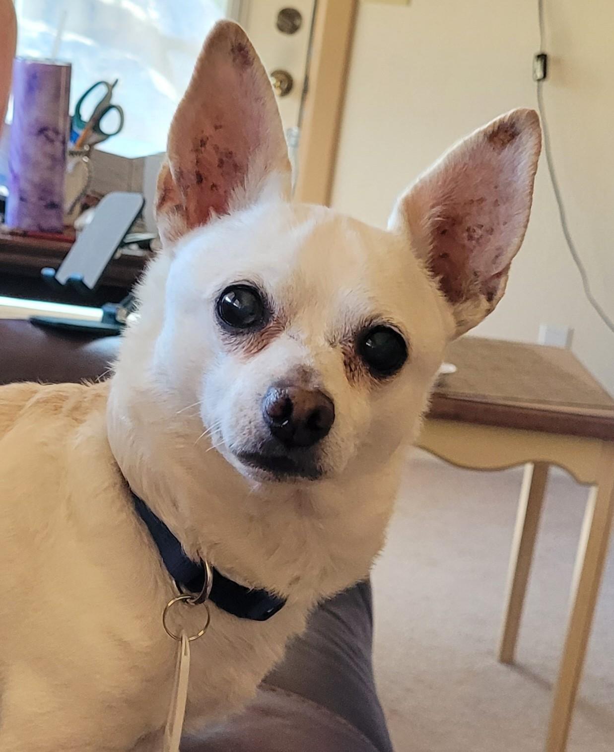 Woody, Adoptable, Adult Male Chihuahua.