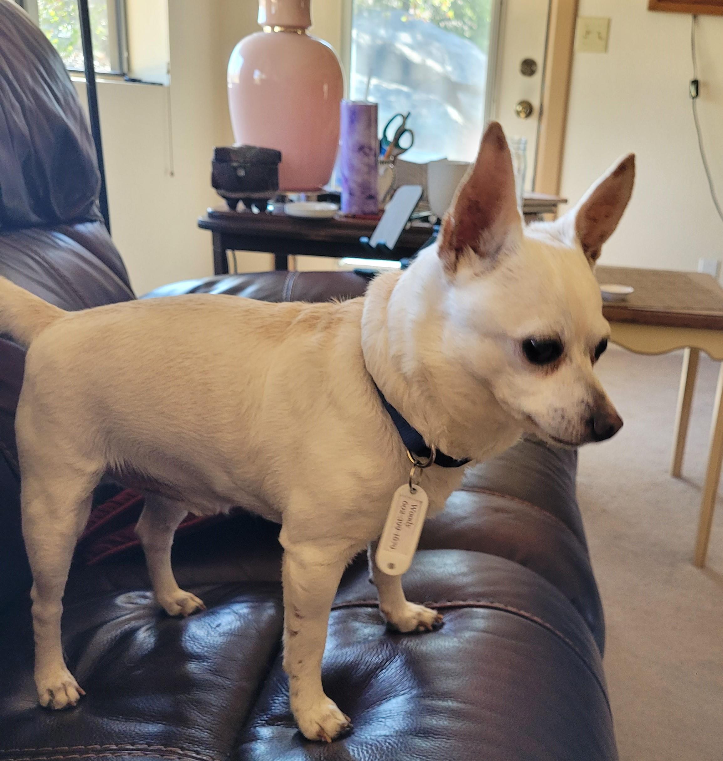 Woody, a Adoptable Chihuahua in Yarnell, AZ image 3/3