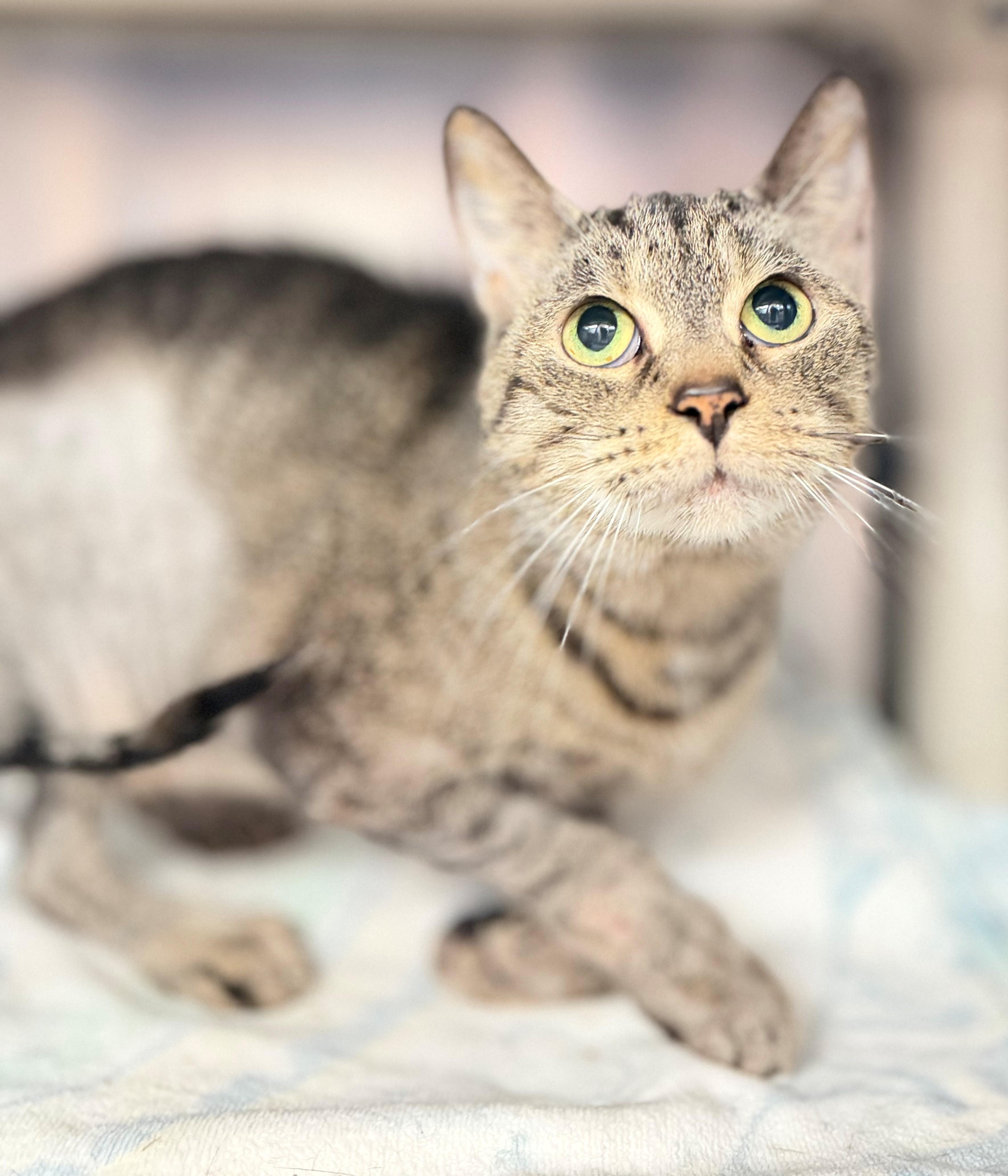 Kestrel, adoptable, Adult Female Domestic Short Hair.
