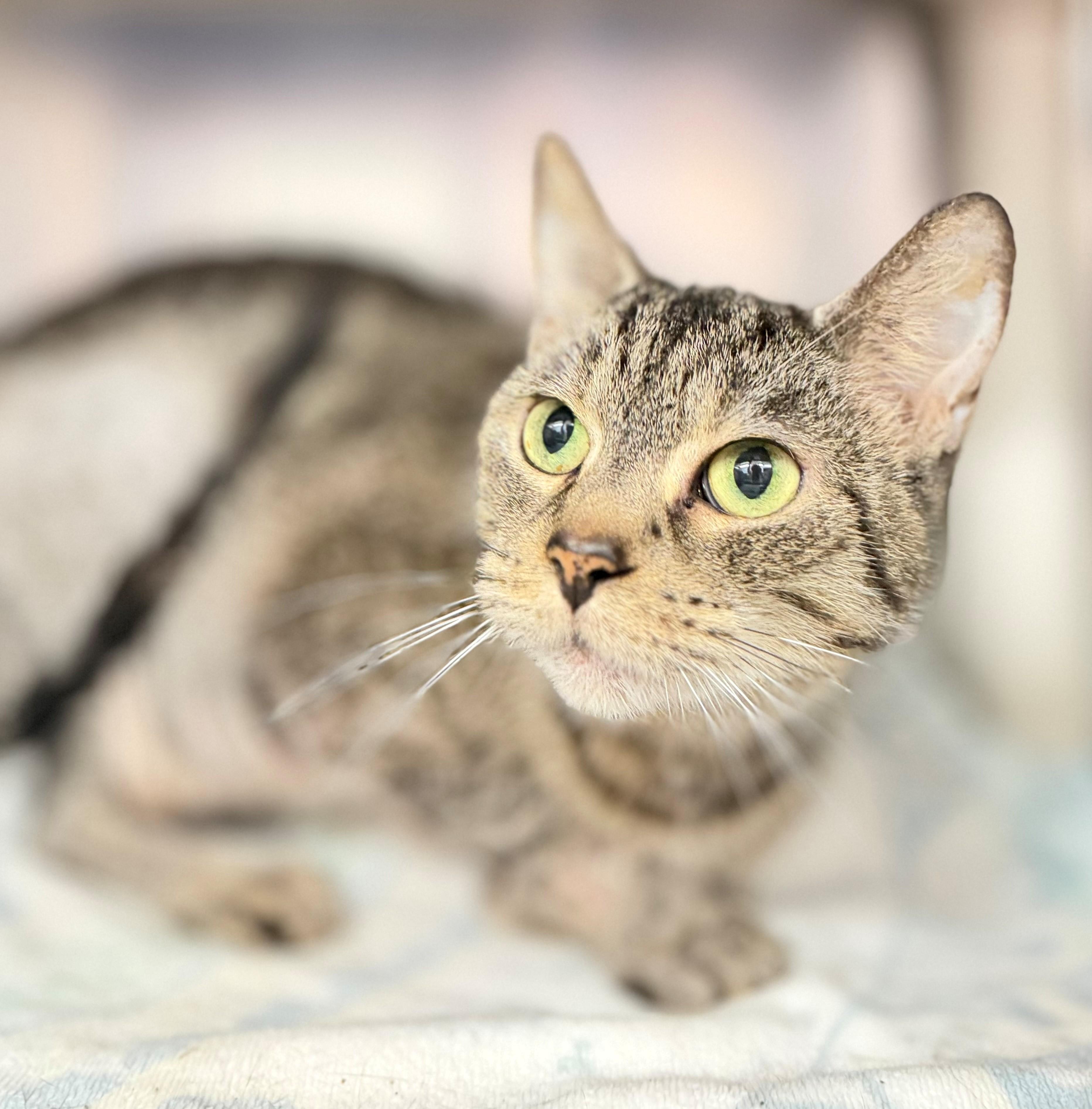Enlarge Kestrel, an adoptable Domestic Short Hair in Hamilton, ON image 2/2