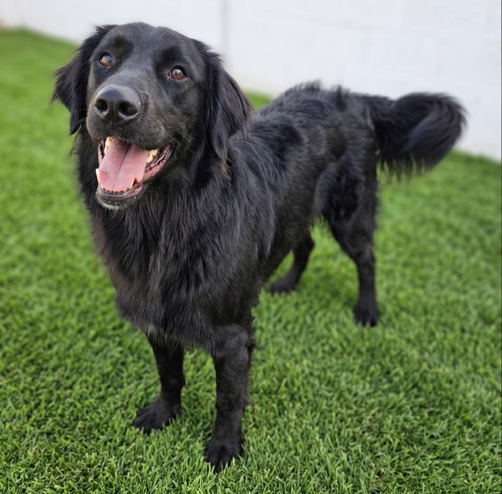 Whiskey, a Adoptable mixed breed in Midland, TX image 2/2
