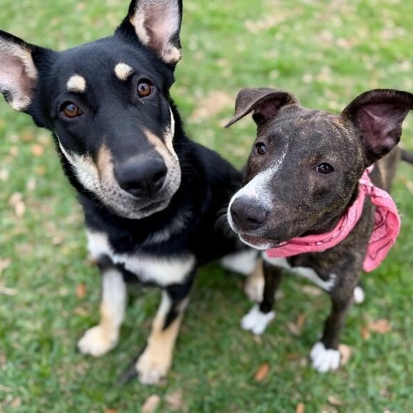 Harper Honeybee Halo