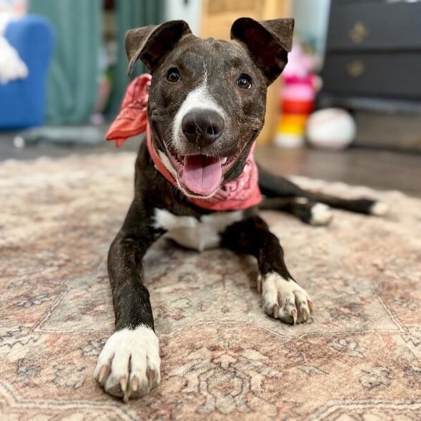 Harper Honeybee Halo — thumbnail 4