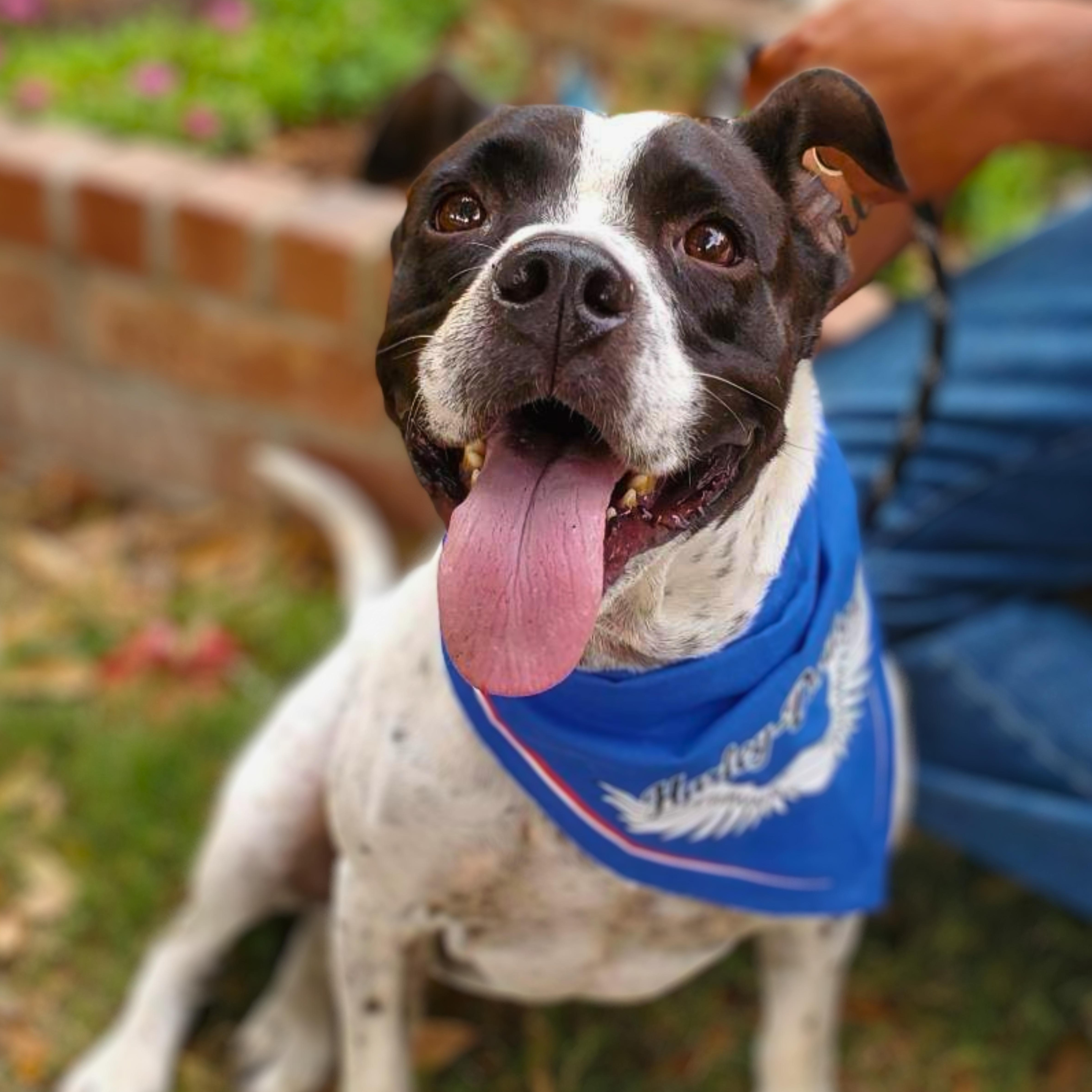 Enlarge Mylo, a Adoptable mixed breed in Des Moines, WA image 1/6