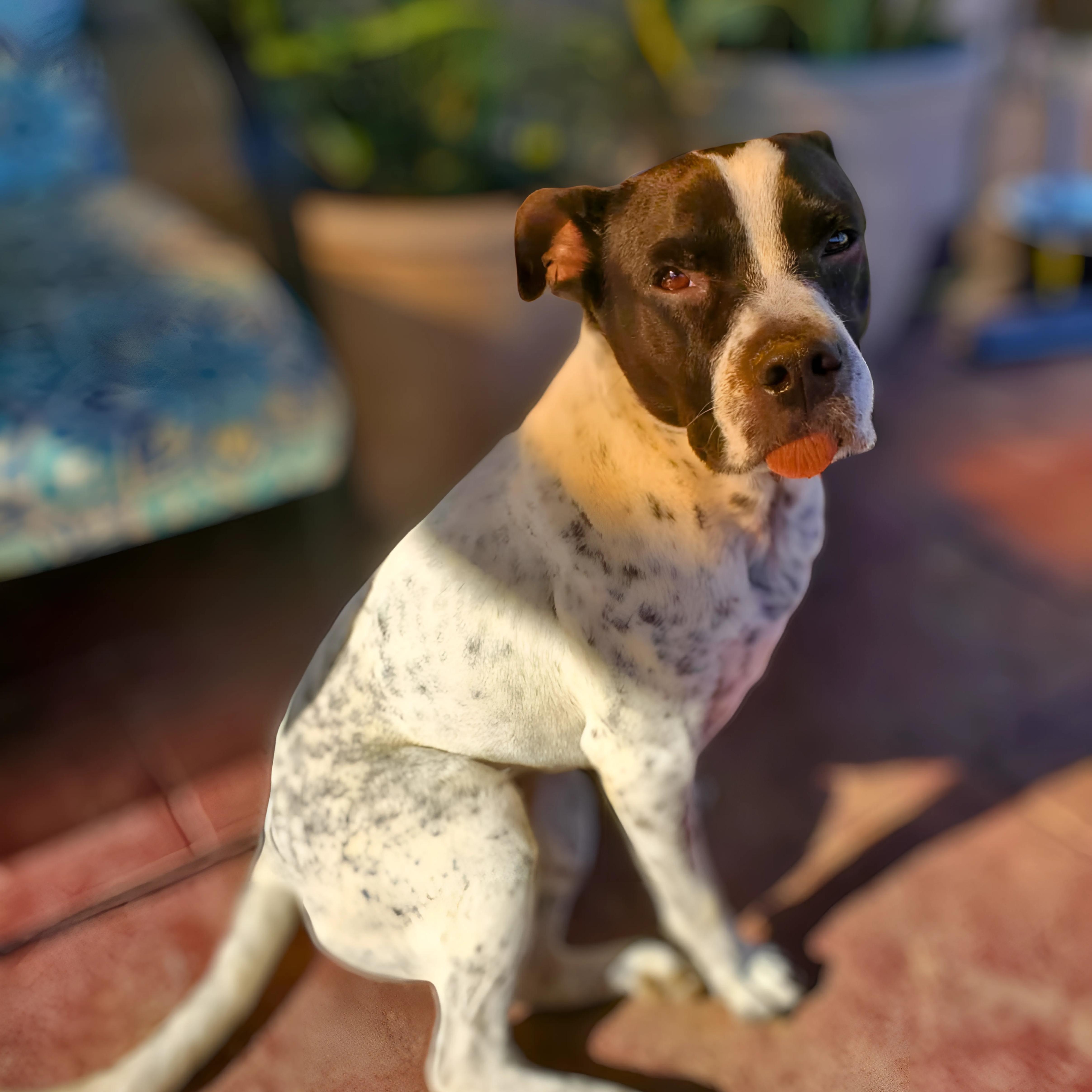 Enlarge Mylo, a Adoptable mixed breed in Des Moines, WA image 3/6