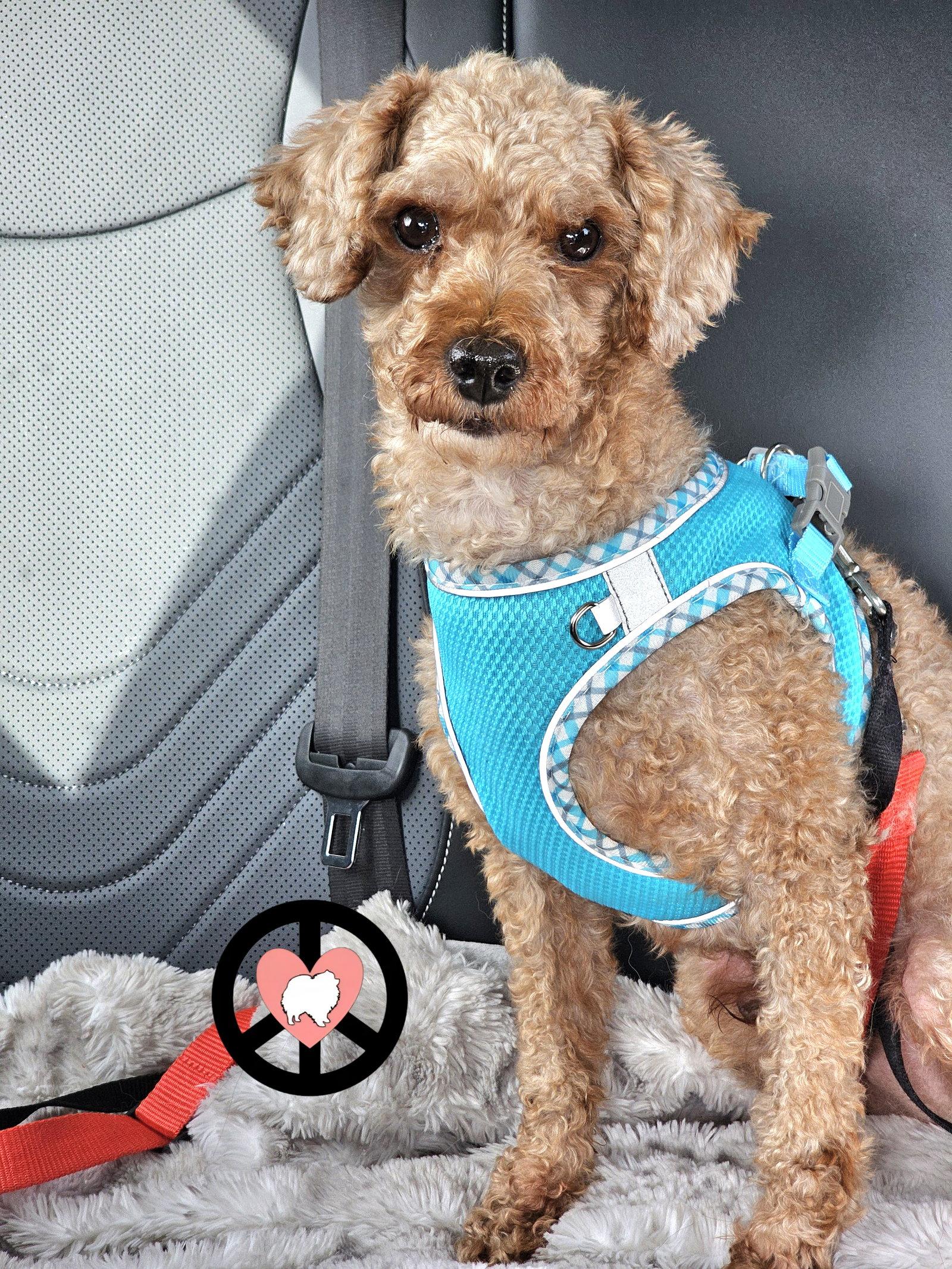 Chance, Adoptable, Adult Male Poodle.
