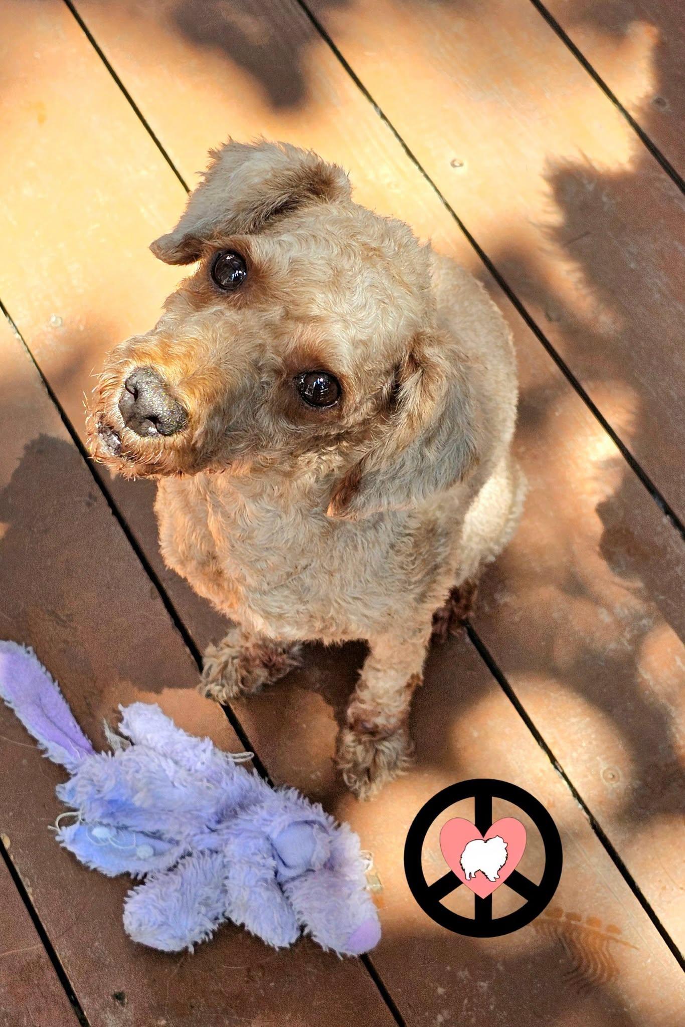 Enlarge Chance, a Adoptable Poodle in Lebanon, PA image 2/3