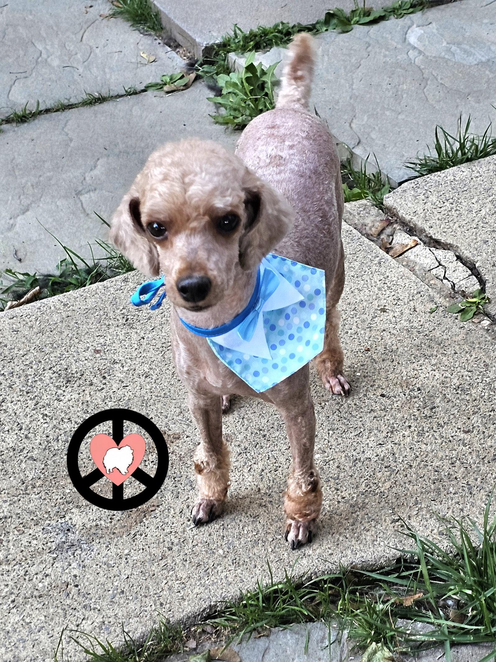 Enlarge Chance, a Adoptable Poodle in Lebanon, PA image 3/3