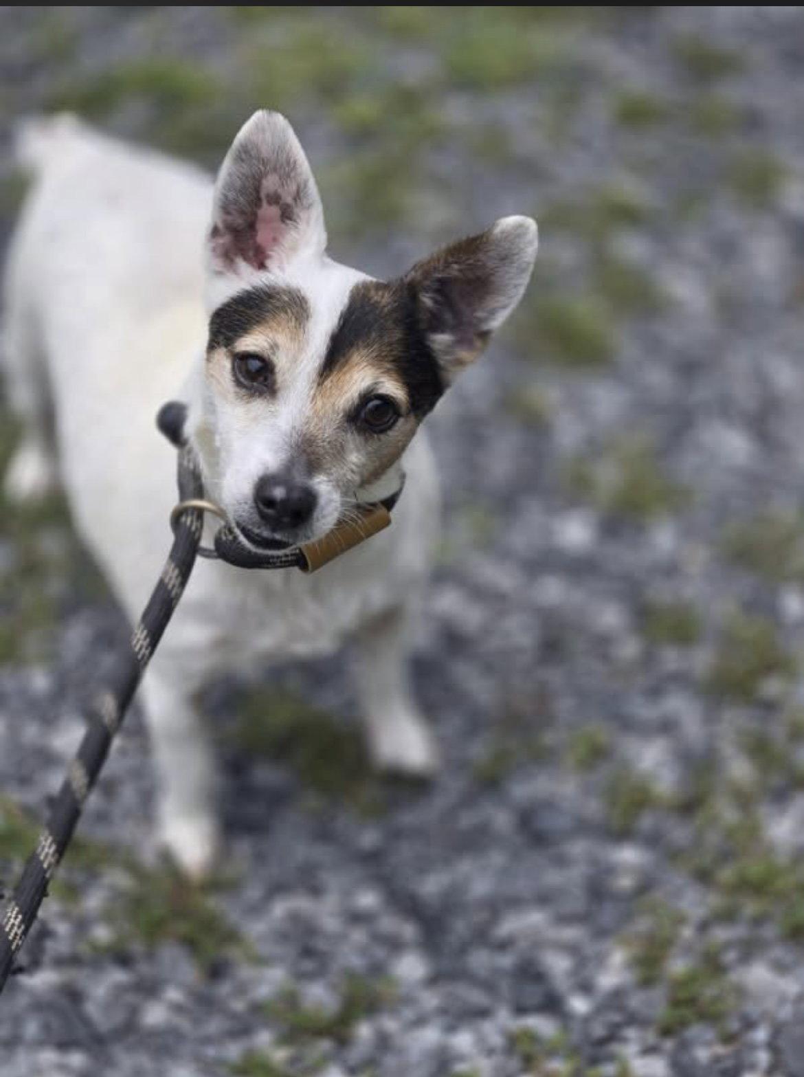 Enlarge Disco, a Adoptable Mixed Breed in Chatsworth, GA image 1/2