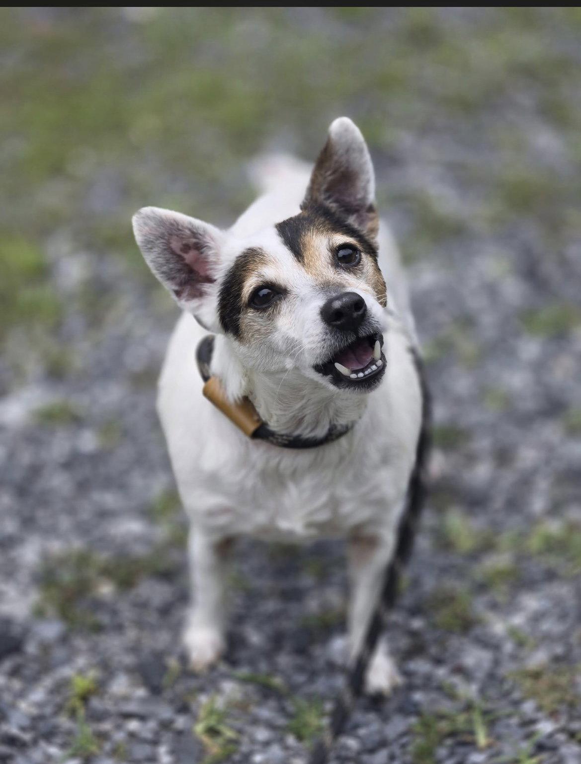 Enlarge Disco, a Adoptable Mixed Breed in Chatsworth, GA image 2/2