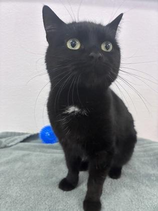 Enlarge Ingrid, a ADOPTABLE Domestic Short Hair in Buffalo, MN image 1/1
