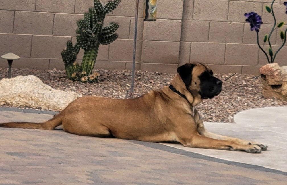 Sarge - ADOPTION PENDING, Adopted, Young Male Mastiff.