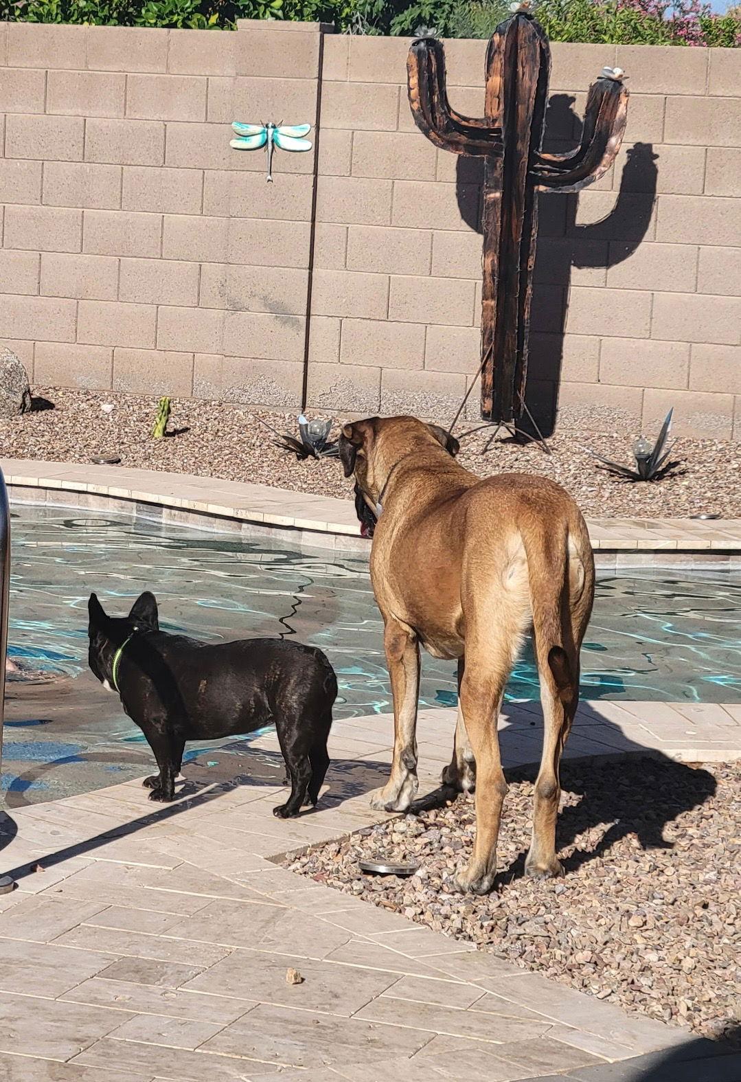 Enlarge Sarge - ADOPTION PENDING, a Adopted Mastiff image 2/3