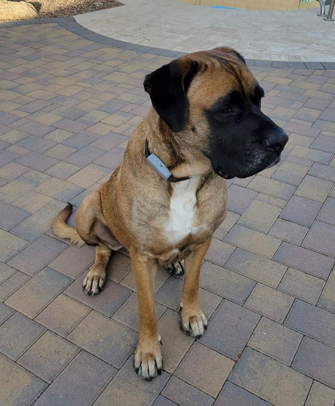 Enlarge Sarge - ADOPTION PENDING, a Adopted Mastiff image 3/3